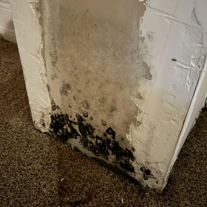 Professional Mold Removal in Salem, IN